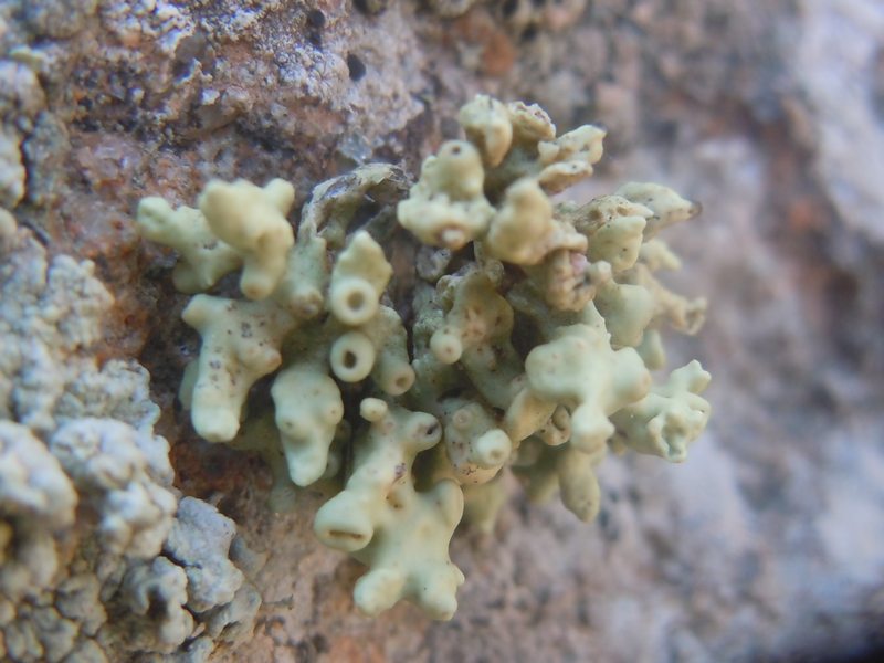 Ramalina 4 dalle falesie di Capo Sandalo